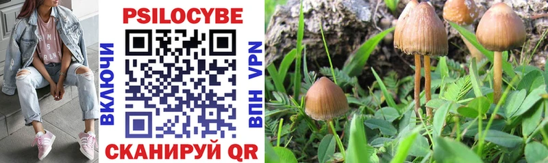 Купить  Невинномысск  Псилоцибиновые грибы Cubensis